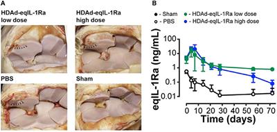 Gene therapy approaches for equine osteoarthritis